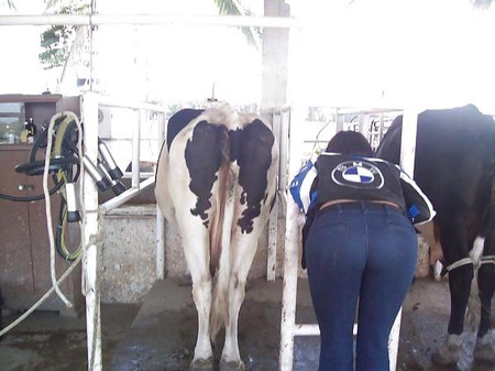 Friends at san eli dairy milking the cow