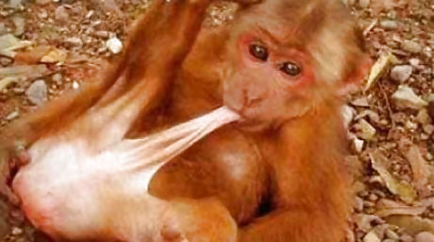 Free Suck on my hairy balls! photos