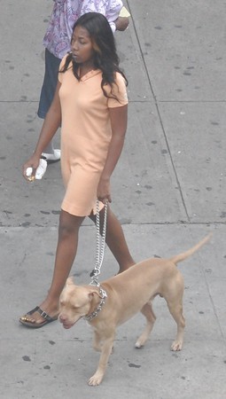 Harlem Girls in the Heat 294 New York - Pit Bull Dog Bitches