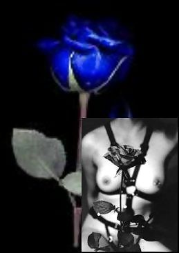 Free Erotic Art of Roses - Session 2 photos