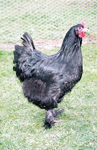 Free Black Cock photos